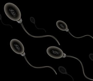 sperm